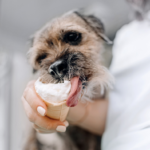 Delicioso helado casero de plátano y yogurth para refrescar a tu fiel compañero canino