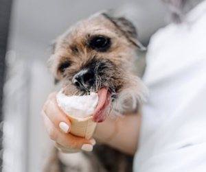 Delicioso helado casero de plátano y yogurth para refrescar a tu fiel compañero canino