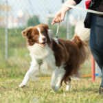 El camino hacia un perrhijo educado: Qué esperar de una escuela de obediencia para perros