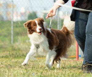 El camino hacia un perrhijo educado: Qué esperar de una escuela de obediencia para perros