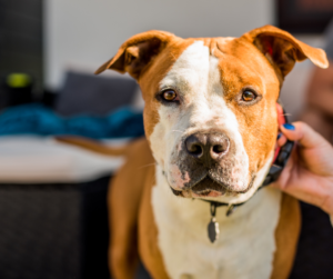 Collares inteligentes para perros