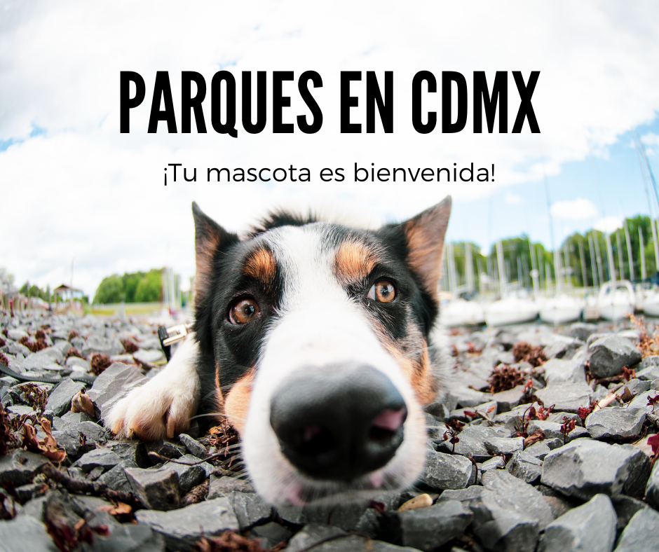 parques en cdmx para perros